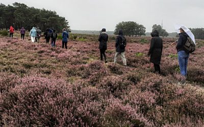 De klank van stilte – Over de zintuigenwandeling op de heide en de essentie van massagetherapie